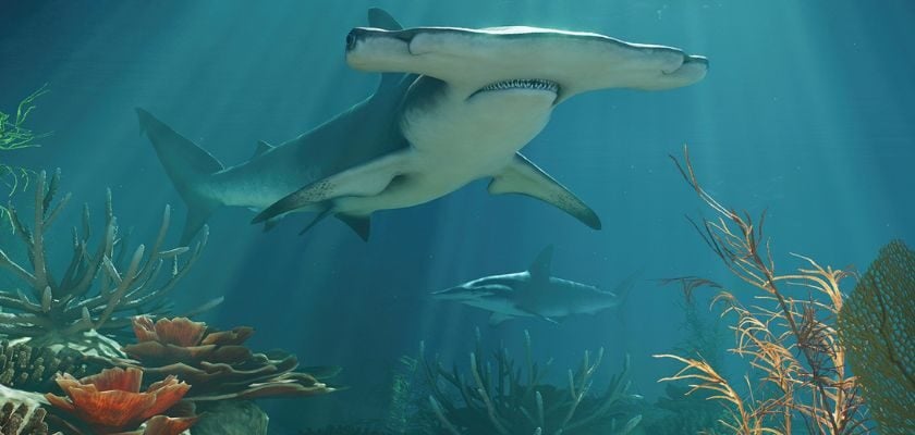 Hammerhai in einem großen Unterwassergehege mit Korallen und weiteren Fischen in Planet Zoo 2