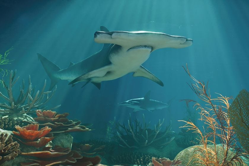 Hammerhai in einem großen Unterwassergehege mit Korallen und weiteren Fischen in Planet Zoo 2